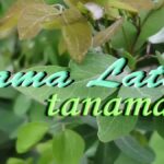 nama latin tanaman tumbuhan