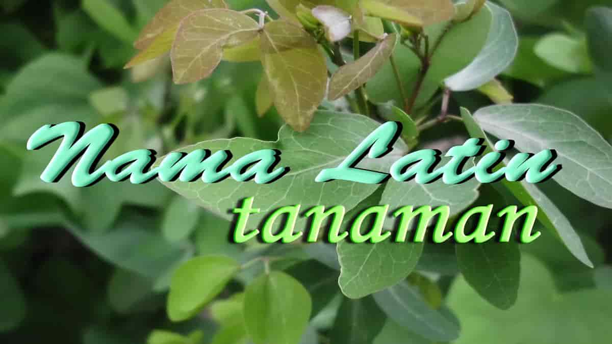 nama latin tanaman tumbuhan